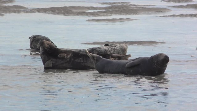 Phoque gris (Halichoerus grypus) en Baie d'Authie &agrave; Berck-sur-mer