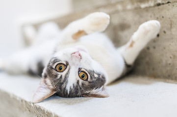 Obraz premium Chat tigré et blanc