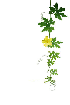 Green leaves climbing vine plant with tendrils and yellow flower of Bitter gourd or bitter melon isolated on white background, clipping path included.