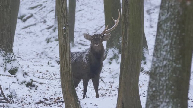 Sika deer (Cervus nippon)  in heavy snowfall