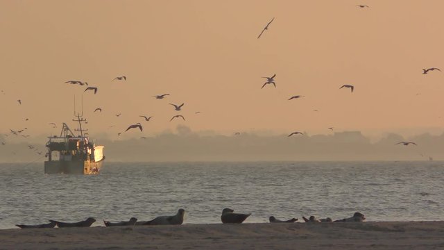 Chaluttier &agrave; la p&ecirc;che en baie de Somme