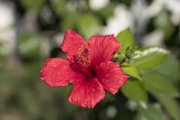 Obraz premium Hibiscus flower. This is flower of hibiscus tea.