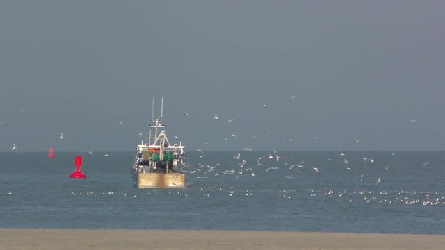 Chaluttier &agrave; la p&ecirc;che en baie de Somme