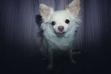 Dog breed Chihuahua. Sitting in the dark It was photographed using a flash from the camera. When enough light Thus, it was his tongue.