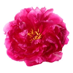 Peony color magenta isolated on white background.