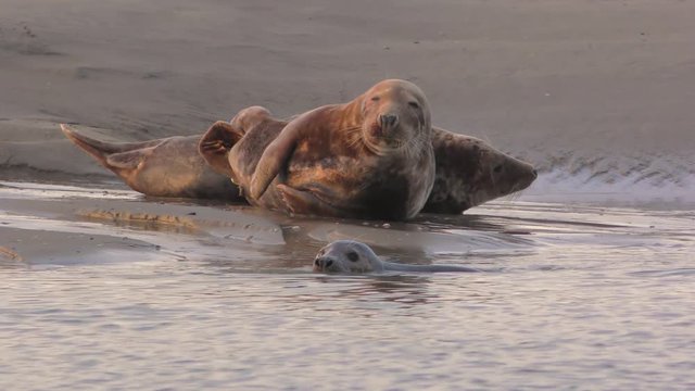Phoques gris &agrave; Berck-sur-mer en Baie d'Authie
