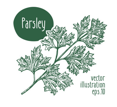 Parsley branch. Vector illustration for design menu, packaging and recipes. Hand drawn vintage illustration.