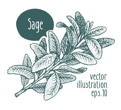 Sage branch. Vector illustration for design menu, packaging and recipes. Hand drawn vintage illustration.