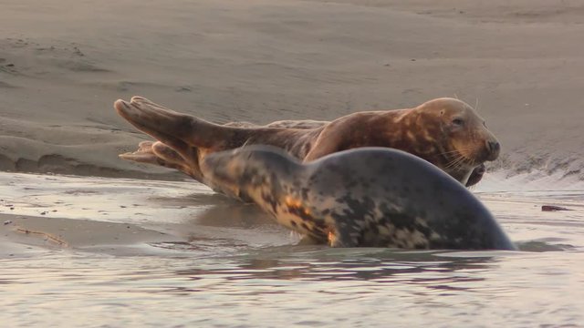 Phoques gris &agrave; Berck-sur-mer en Baie d'Authie