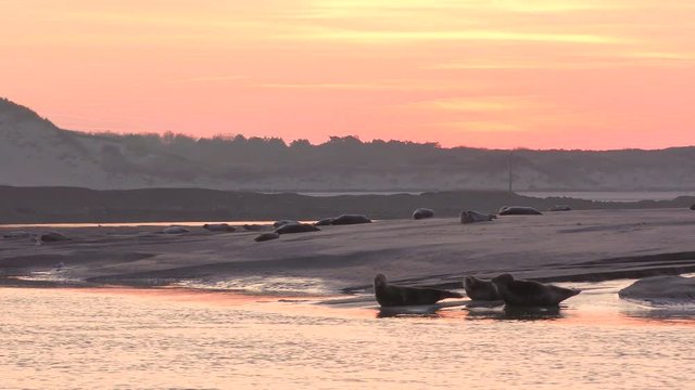 Phoques gris &agrave; Berck-sur-mer en Baie d'Authie