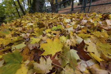 yellow leaves in the autumn