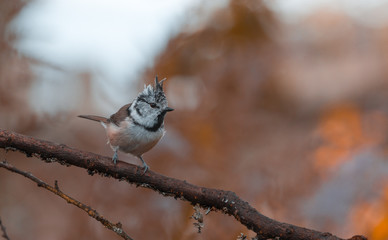 Tit (Parus cristatus) on the branch of tree in a forest. Blurred natural background. Selective focus. Toned
