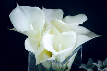 white flowers calla on black background. Closeup, soft focus.