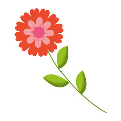 flower stem leaves nature petals decoration vector illustration