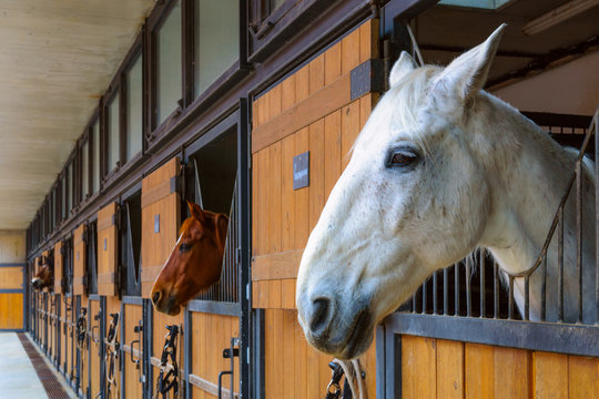 Horses in stable. White horse looking outside from the stall