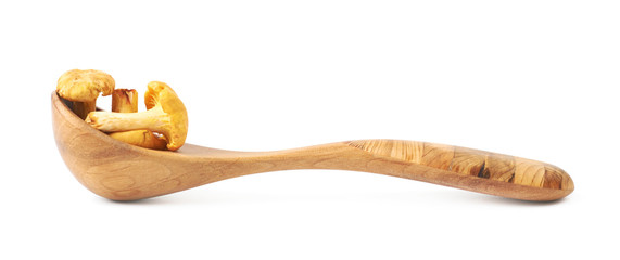 Yellow chanterelle mushroom isolated