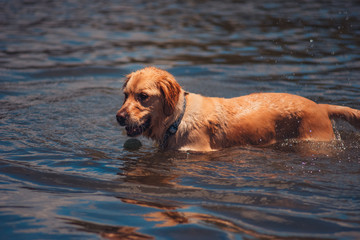 Golden retriever playing with ball in lake