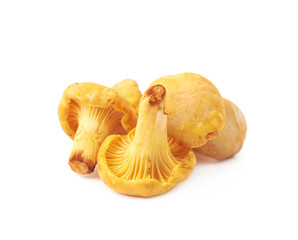 Yellow chanterelle mushroom isolated