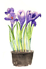 Bright watercolor iris flowers and anemone. Illustration