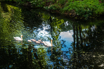 Höckerschwäne mit Nachwuchs schwimmen Fluß