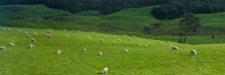 Fototapeta na wymiar Landscape with forest and grazing sheep, North Island, New Zealand