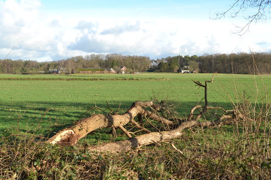 stormschade bij de Kruisbergse bossen en een omgewaaide eik in het weiland