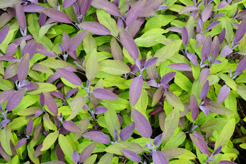 violet salvia herb