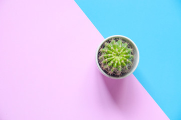 Cactus in white cup on pink and blue background with copy space for text