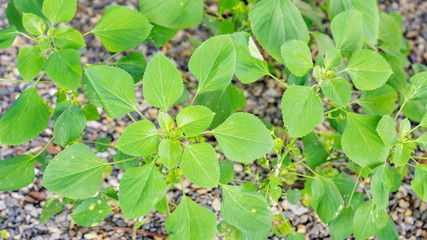Indian acalypha plant in the garden.