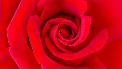 Close up of red rose flower for a background.