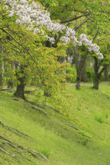 Blooming sakura flower tree garden or park. Spring nature.