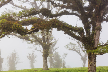 Foggy jungle