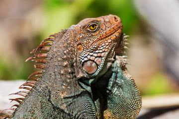 Iguana