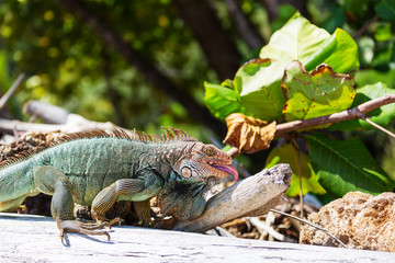 Iguana