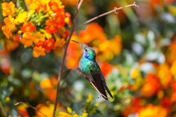 Kolibri