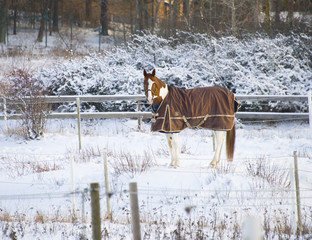 A horse in a winter landscape