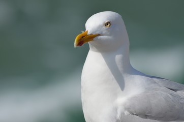 Herring gull (goéland argenté) Larus argentatus