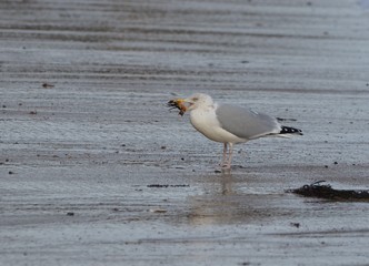 Goéland argenté mangeant un crabe
