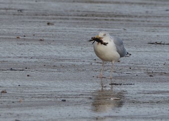 Goéland argenté mangeant un crabe