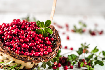 Basket of fresh cranberry on wooden table, red berries also called cowberry or lingonberry on white...
