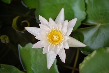 white lotus flower in the pond