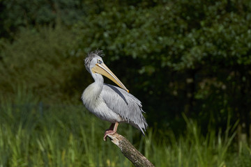 Pink-backed pelican (Pelecanus rufescens)