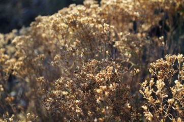 Dried Broom Bloom Bush