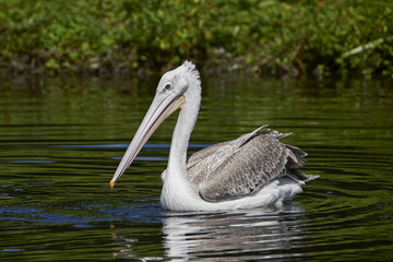 Pink-backed pelican (Pelecanus rufescens)