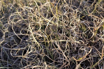 Dead Curly Grass
