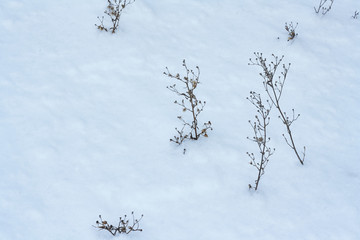 dried flowers grass in winter in snow withered flowers