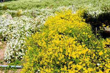 Chrysanthemum cultivation to produce water with chrysanthemum tea at Chiang Mai, Thailand.