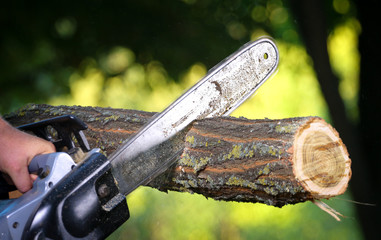 Man with chainsaw cutting the tree