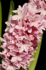 Fleurs de jacinthe en pot