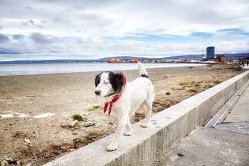 Unleashed dog walks on wall by a beach.